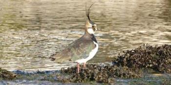 A  Lapwing Nore Rythe