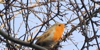 A robin in Nore Barn Woods