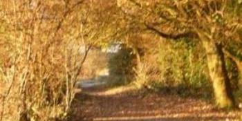 Autumn Colour - Nore Barn Woods